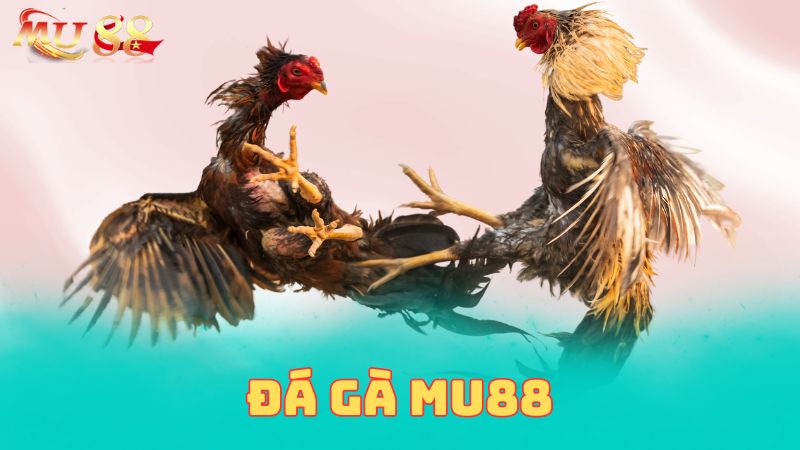 đá gà mu88