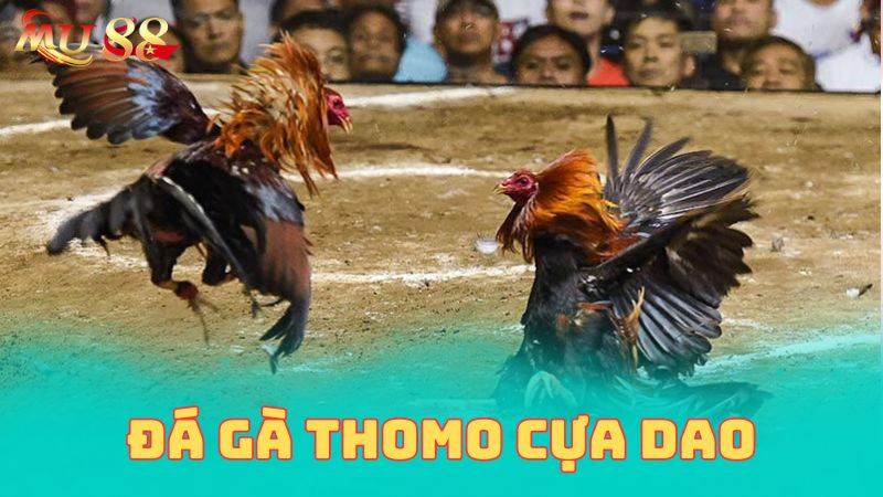 Đá gà Thomo cựa dao và đặc điểm nổi bật