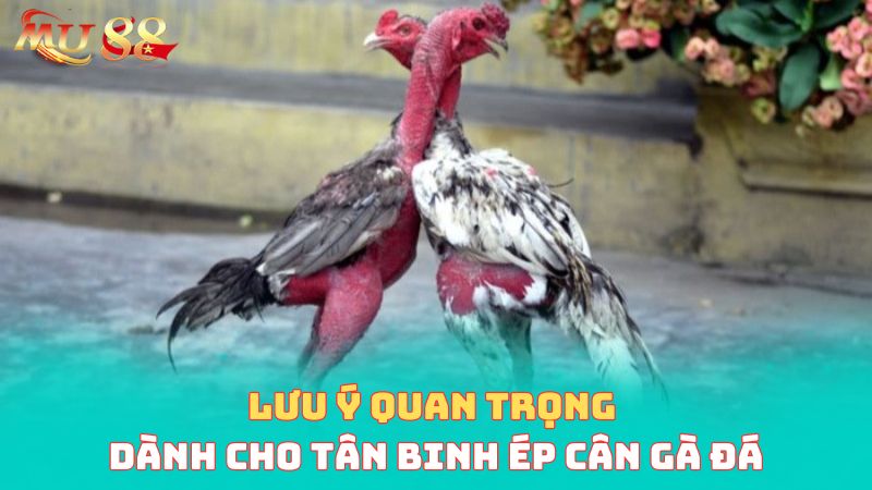 Lưu ý quan trọng dành cho tân binh mới thực hiện ép cân gà đá 