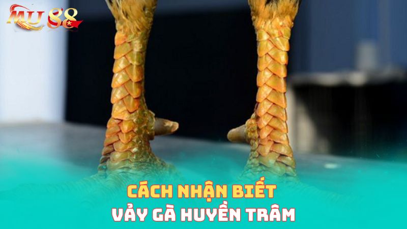 Cách nhận biết vảy gà huyền trâm