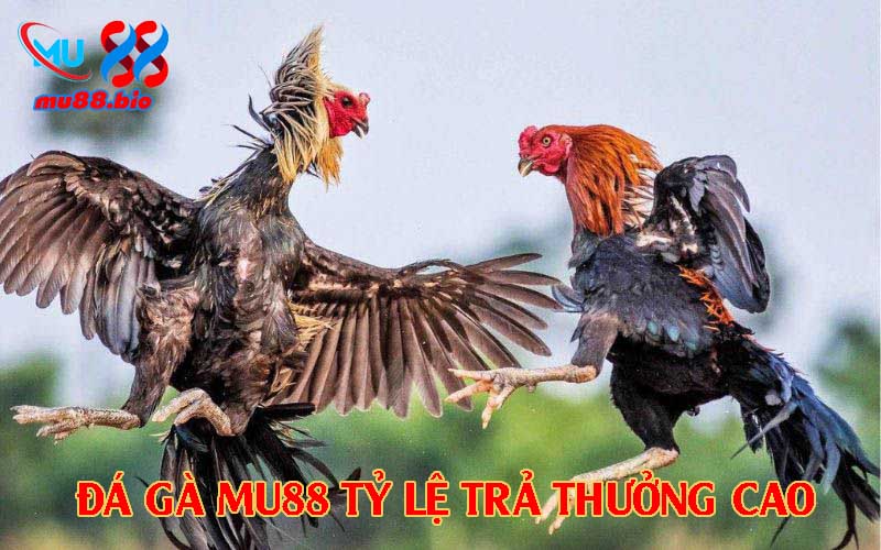 Cược nhanh, tỷ lệ cao, trả thưởng uy tín
