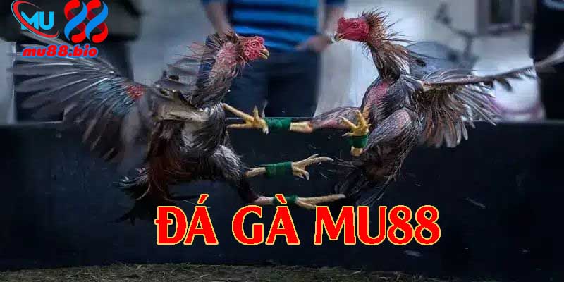 Đá gà MU88 phát sóng trực tiếp Full HD