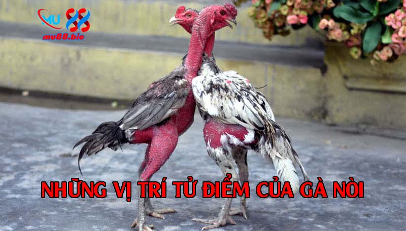 Hiểu rõ các điểm yếu – mạnh giúp người chơi chọn chiến kê chuẩn xác và tăng tỷ lệ thắng.