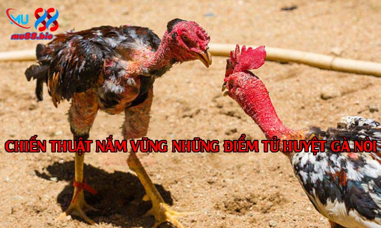 Nắm vững tử huyệt giúp dự đoán kèo đá gà hiệu quả hơn khi tham gia cá cược.