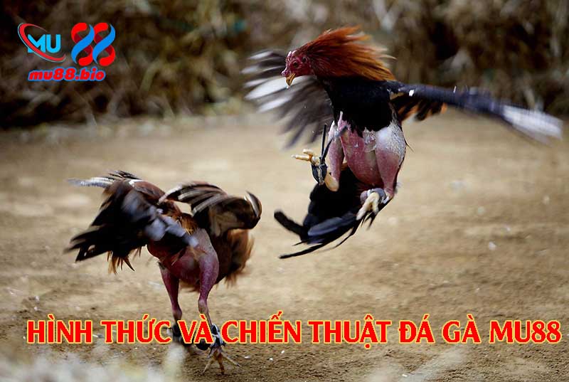 Nhiều hình thức đá gà và chiến thuật hiệu quả.