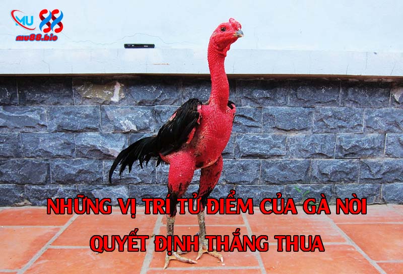 Những vị trí tử điểm của gà nòi quyết định trực tiếp khả năng ra đòn và sinh tử trong trận đá.