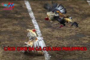 Cách chơi đá gà cựa dao Philippines tại MU88 trận đấu gay cấn