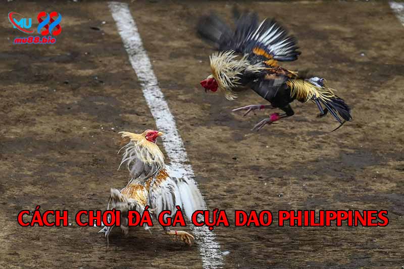 Cách chơi đá gà cựa dao Philippines tại MU88 trận đấu gay cấn