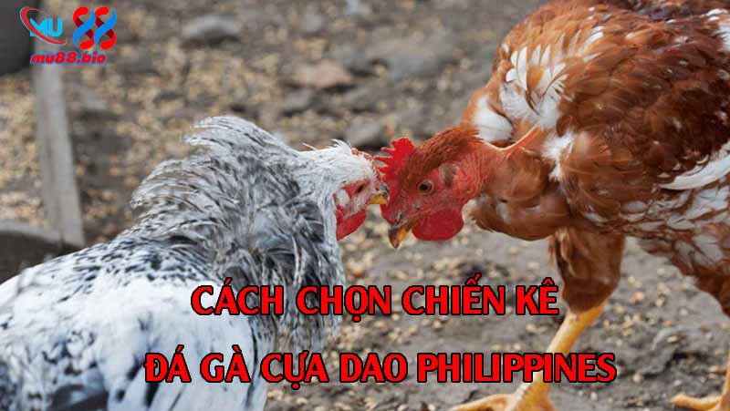 Cách chọn chiến kê đá gà cựa dao Philippines cùng người chơi tại MU88