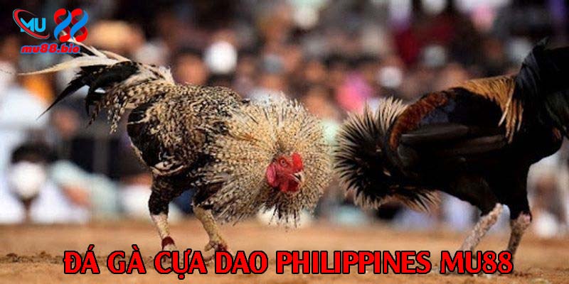 Ưu điểm đặt cược đá gà cựa dao Philippines trực tiếp tại nhà cái MU88